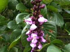 Macropsychanthus violaceus