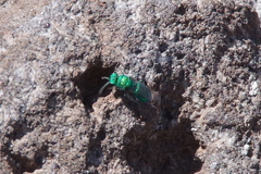 Chrysidoidea