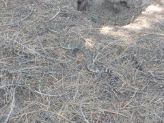 Crotalus oreganus