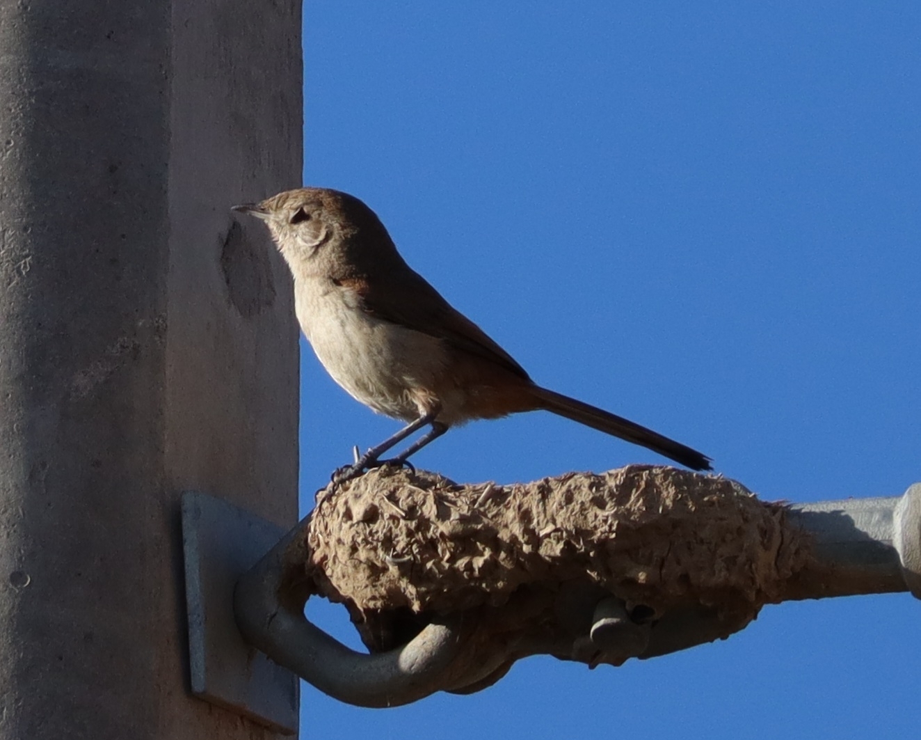 Rusty-vented Canastero (Asthenes dorbignyi), photo 7