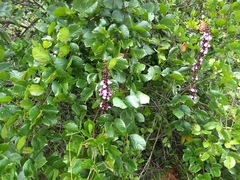 Macropsychanthus violaceus