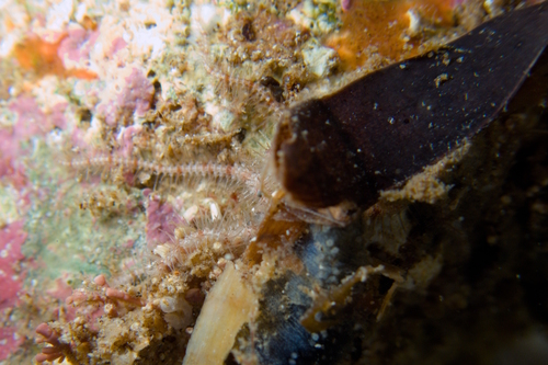 Ophiothrix caespitosa observed 2025-01-31