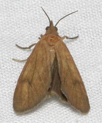 Virbia opella