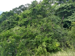 Macropsychanthus violaceus