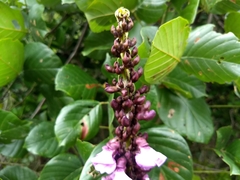 Macropsychanthus violaceus