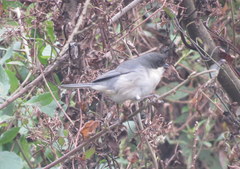 Microspingus melanoleucus