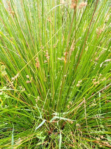 Image of Juncus edgariae by (c) Leon Perrie, some rights reserved (CC BY)