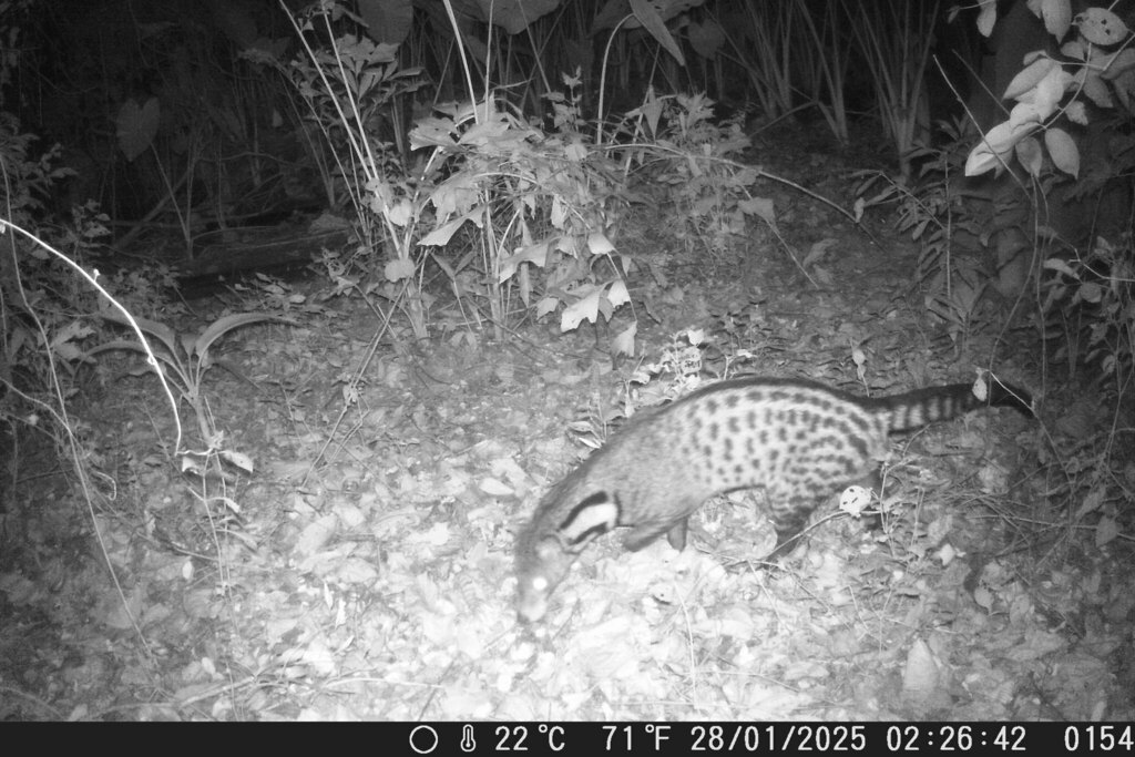 Large-Spotted Civet