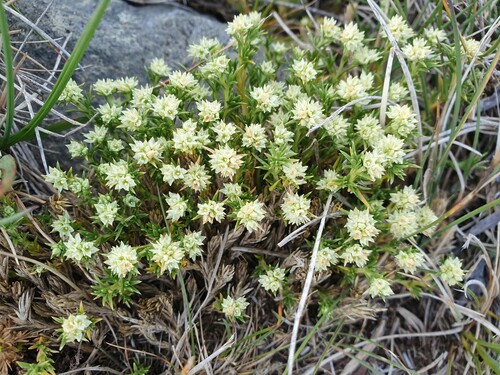Scleranthus diander observed 2024-12-21