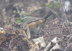 Microspingus cabanisi