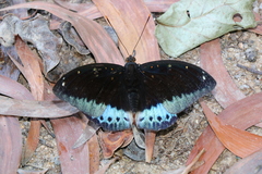 Lexias pardalis