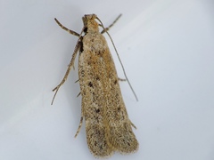 Gelechia hippophaella