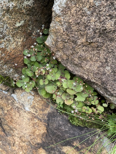 Crassula umbraticola