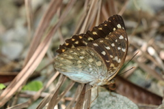 Lexias pardalis