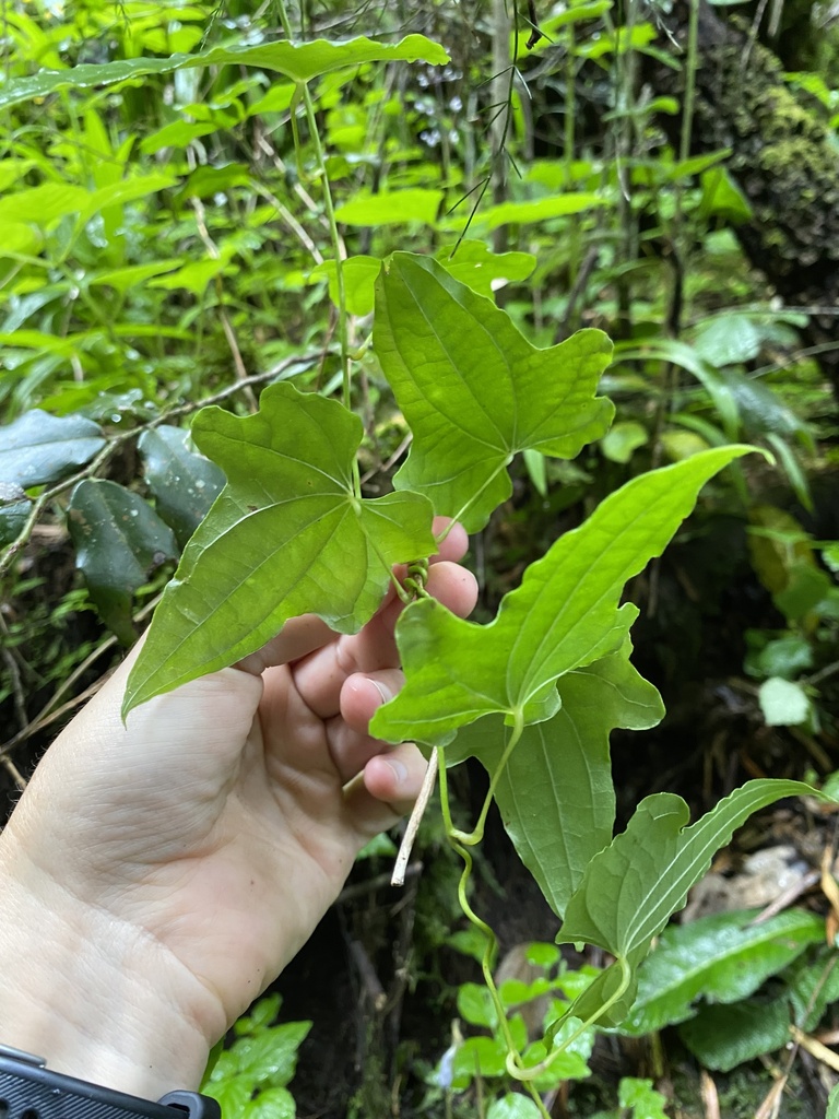Dioscorea rupicola 2