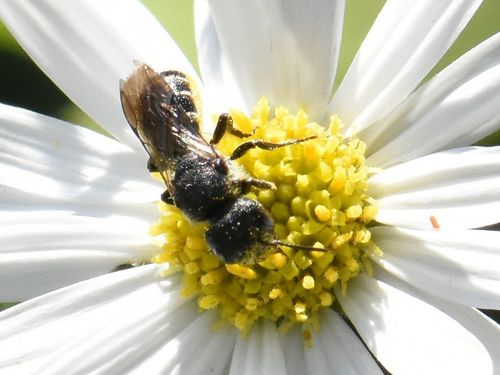 Large-headed Armoured-Resin bee, Groesbeek, Nederland, photo 7 of 10
