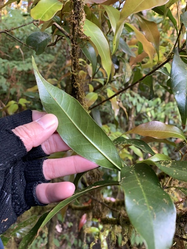 Quercus augustinei