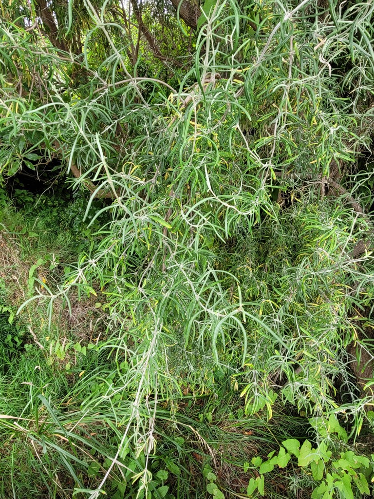 Olearia lineata from Kaikōura Peninsula, Kaikōura 7300, New Zealand on ...
