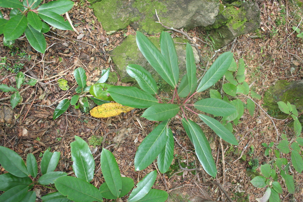 Daphniphyllum macropodum; photograph (c) Edmundas Greimas, some rights reserved (CC BY)