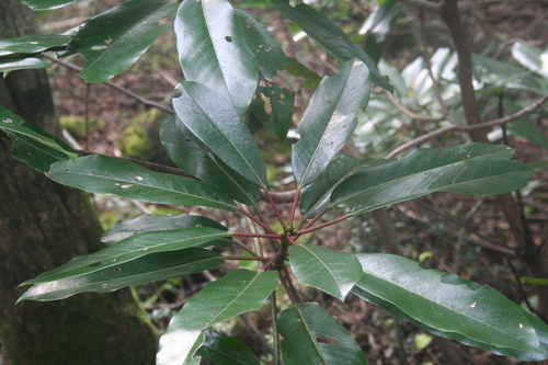 Daphniphyllum macropodum, photograph 6