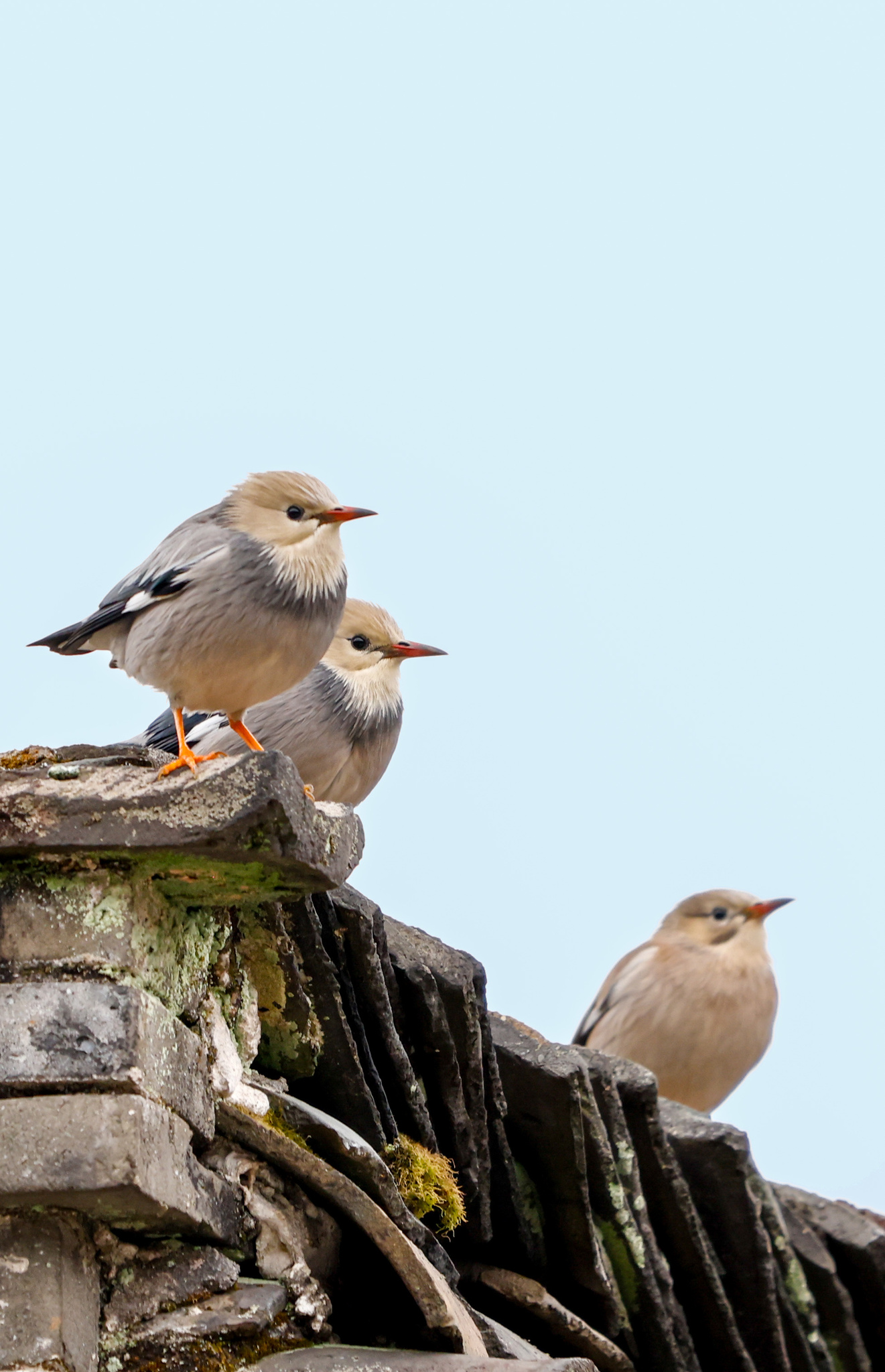 Red-billed Starling