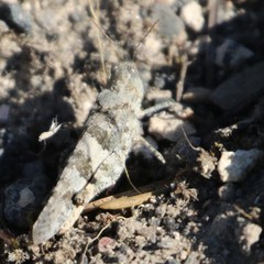 Trimerotropis diversellus