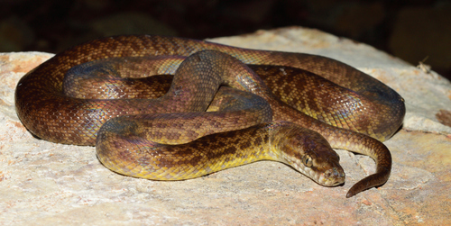 Papuan Spotted Python sighting