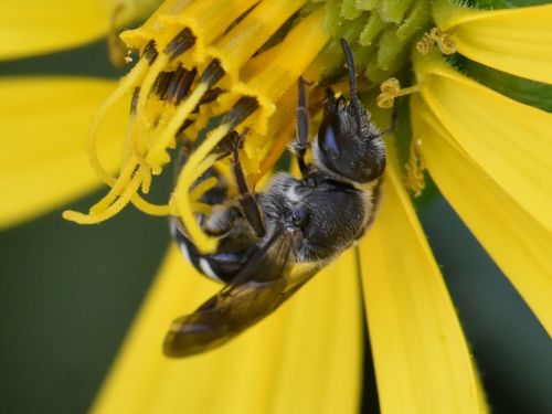 Ashy Furrow Bee, Groesbeek, Nederland, photo 7 of 10