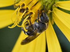 Lasioglossum sexnotatum