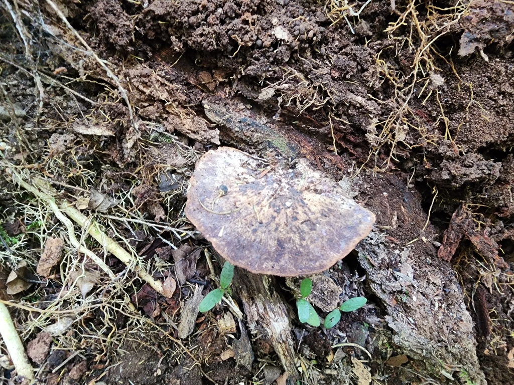 Panus purpuratus
