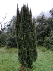 Miconia salicifolia