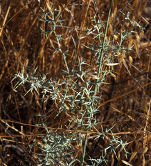 Noaea mucronata