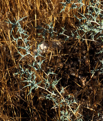 Noaea mucronata