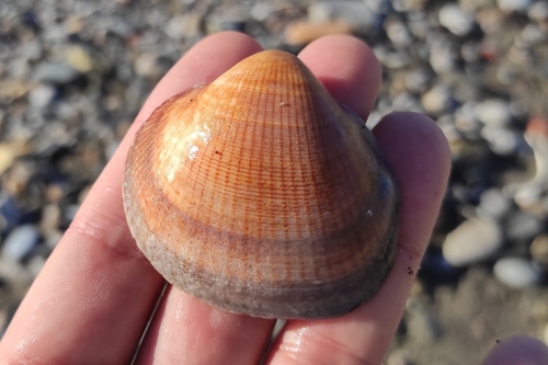 Violet Bittersweet Clam