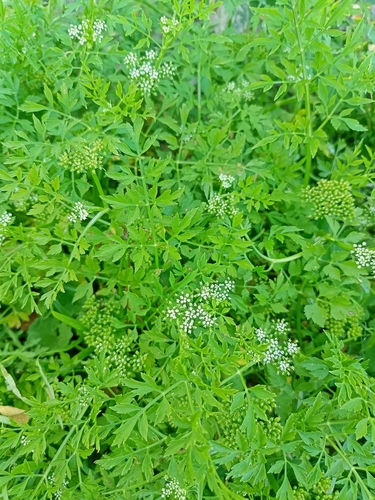 Image of Oenanthe javanica by (c) HM Emon, some rights reserved (CC BY)
