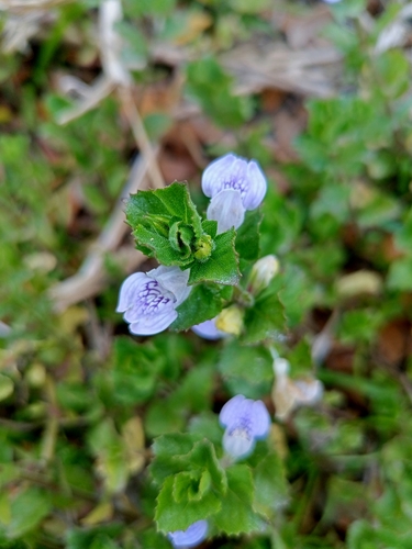 Hygrophila difformis, photograph 3