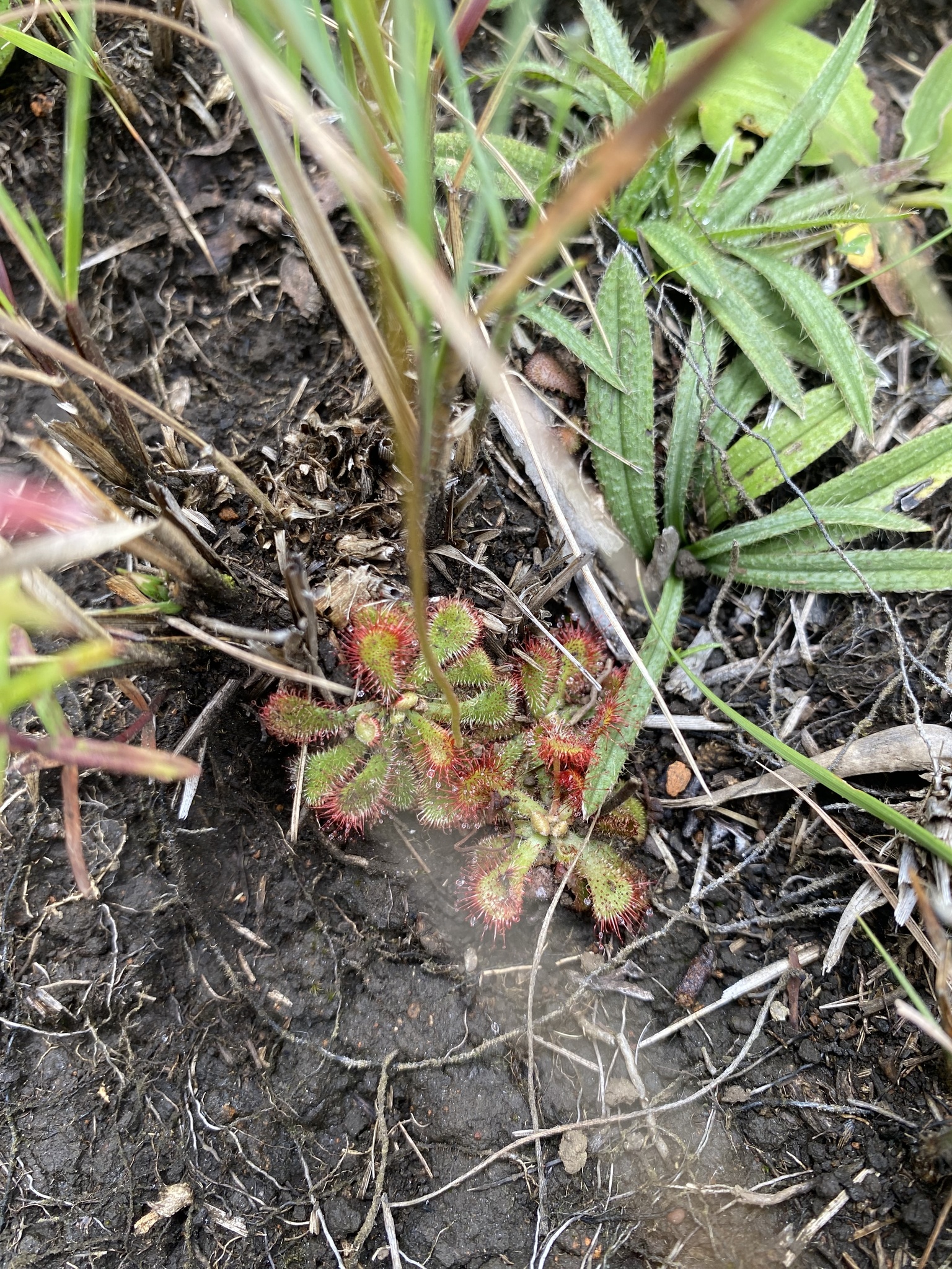 Imagem de Drosera natalensis é conhecida popularmente como "droséra"