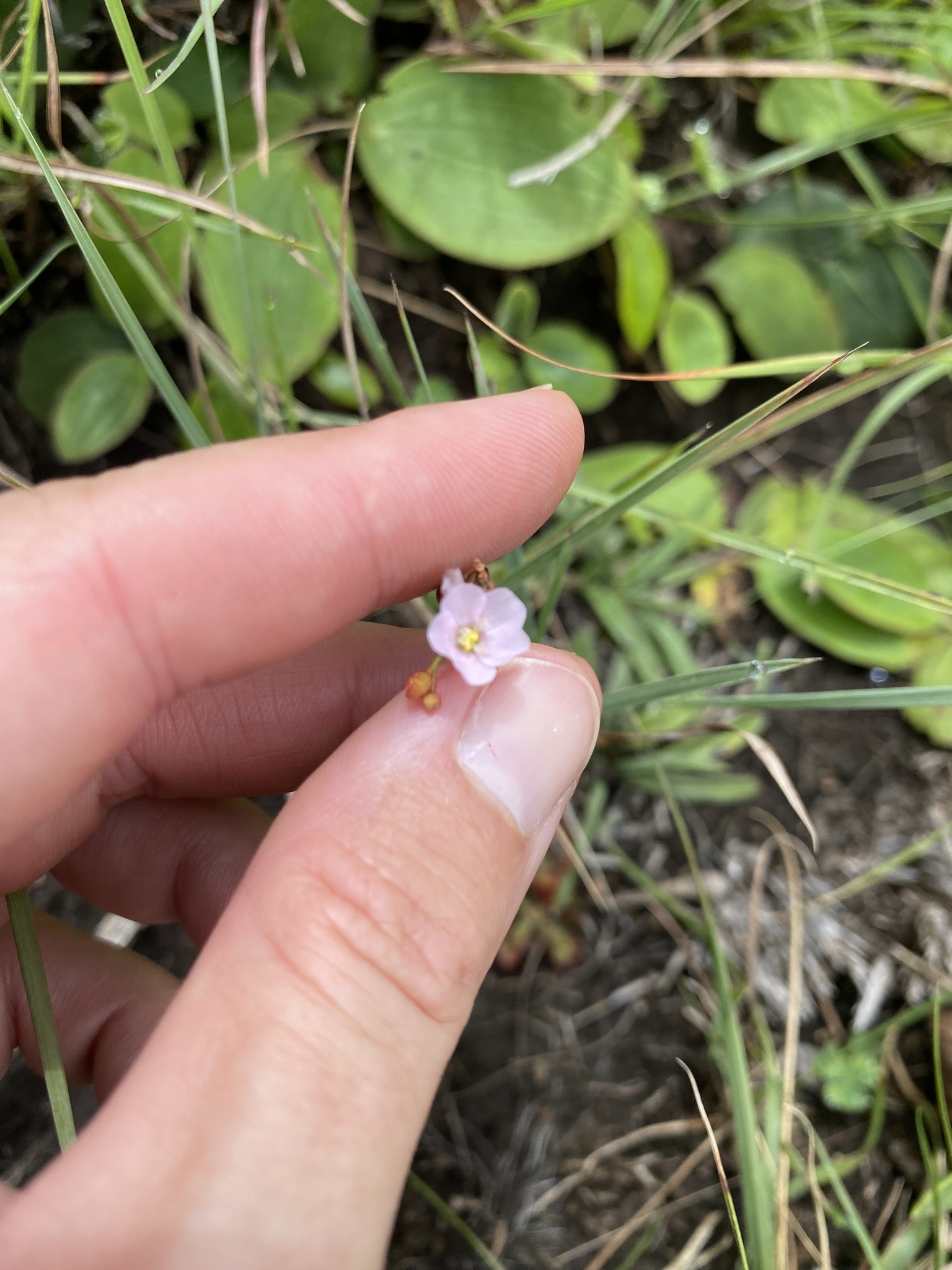 Imagem de Drosera natalensis é conhecida popularmente como "droséra"