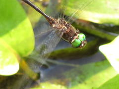 Somatochlora linearis