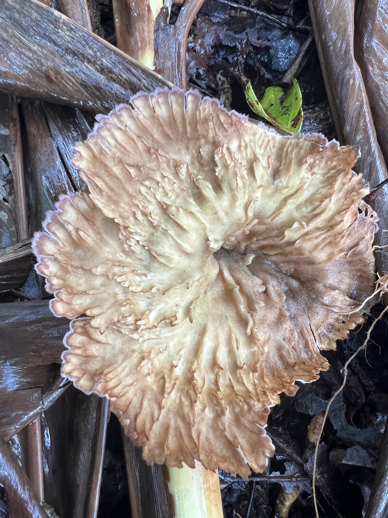 Cymatoderma elegans · January 2025 · photo: © sssuzie (iNaturalist, cc-by)