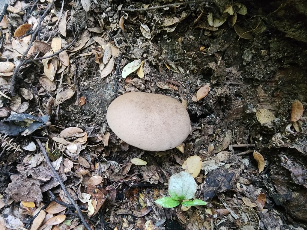 Tylopilus brunneus · January 2025 · photo: © nicnation (iNaturalist, cc-by)