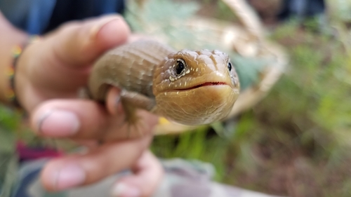 Oaxaca Alligator Lizard