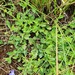Lobelia chamaepitys 3