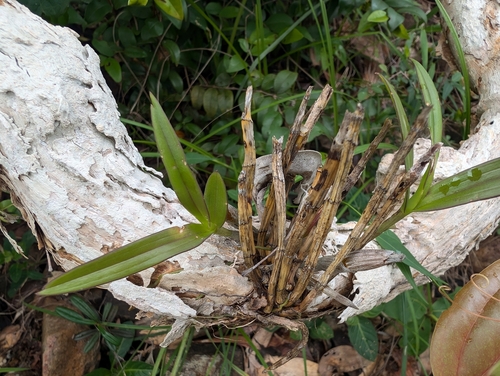 Denphal