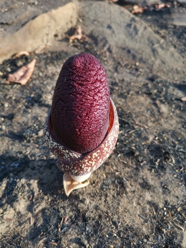 Amorphophallus aphyllus