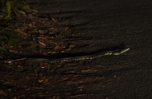 Coastal Carpet Python sighting