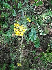 Jacobaea vulgaris