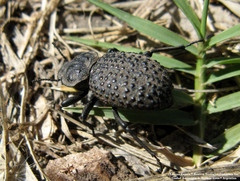 Scotobius pilularius