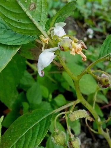 Impatiens kingdon-wardii