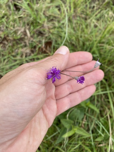 Rosette Vernonia (Hilliardiella nudicaulis)